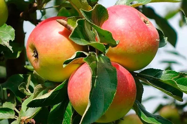 яблоня домашняя сорта яблони61