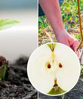 яблоня из семечка Выращивание из семян31