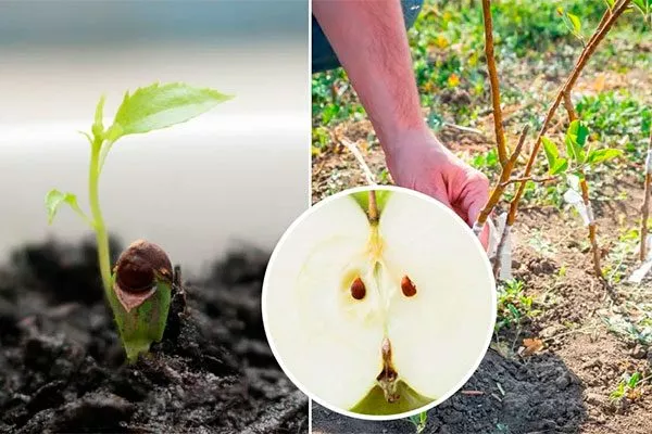 яблоня из семечка Выращивание из семян31