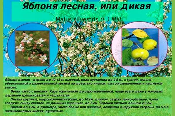 яблоня лесная сорта яблони62