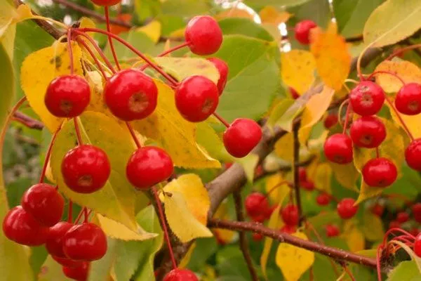 яблоня сибирская сорта яблони63