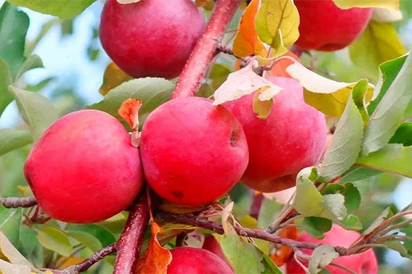 яблоня сиверса сорта яблони64