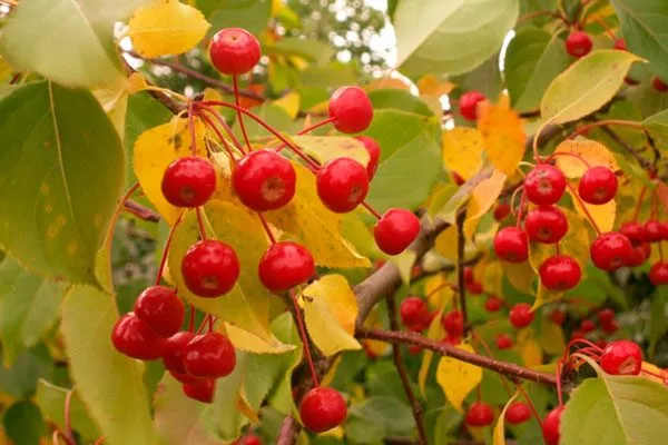 Ягодная 1 Посадка яблони75