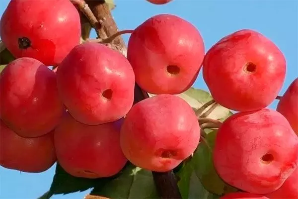 Ягодная Посадка яблони76