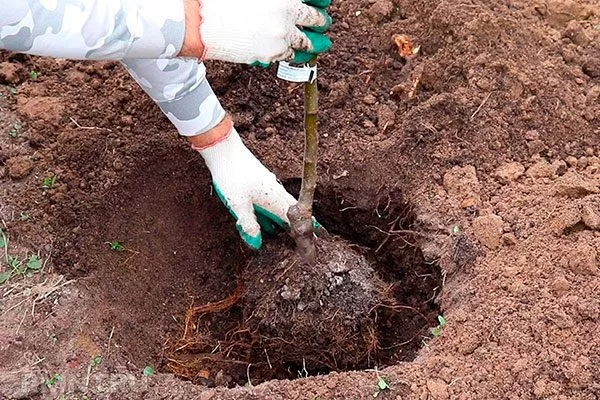 яме на горке из питательной почвосмеси1 пересадка яблони22