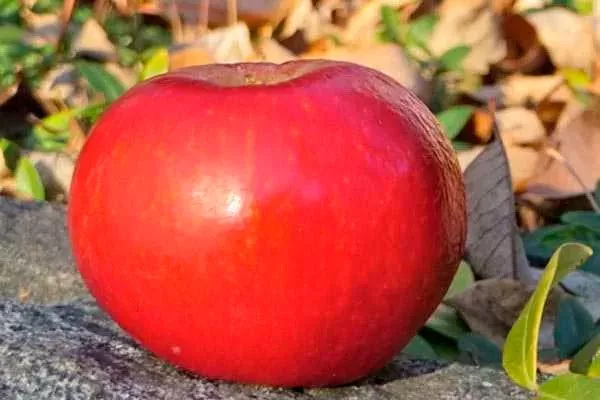 Японские яблоки Рубин (Ruby Apples)2 сорта яблок с необычной формой60
