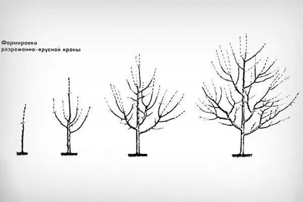 Ярусно-разреженная крона яблони47