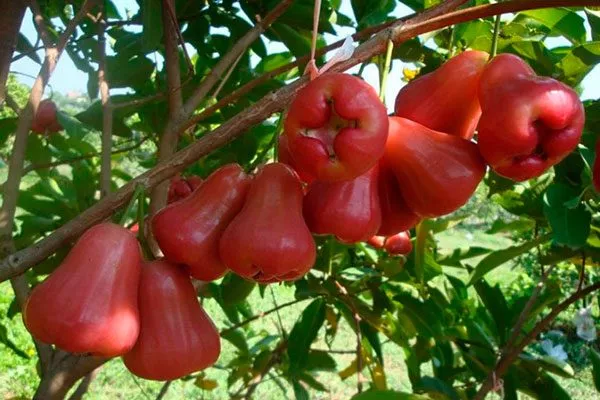 Яванское яблоко сорта яблок с необычной формой56