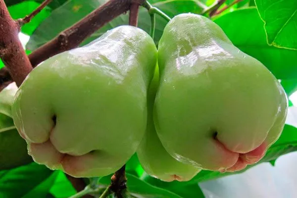 Яванское яблоко2 сорта яблок с необычной формой57