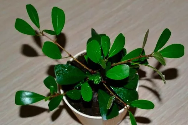 Язычковый фикус1 Самые необычные24