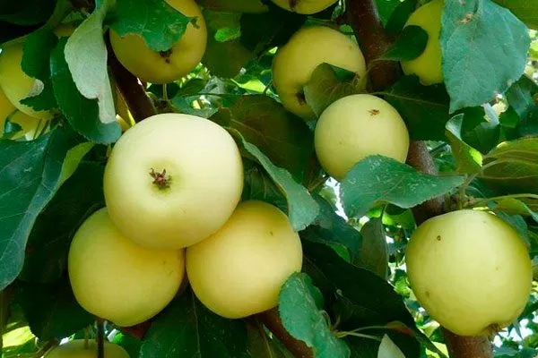 Юнга крона яблони46