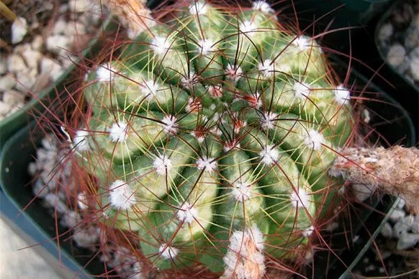 Заболевание, вызванное защелачиванием субстрата Заболевания кактусов4