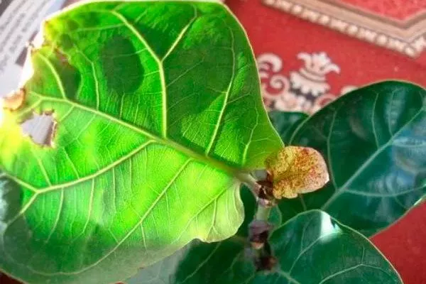 Заболевания и вредители осыпаются листья2