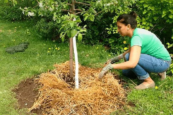 Забота о приствольной зоне Зимовка яблони6