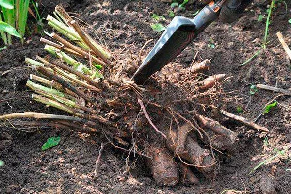 Зачем осенью делят кусты укрыть пионы перед зимовкой8