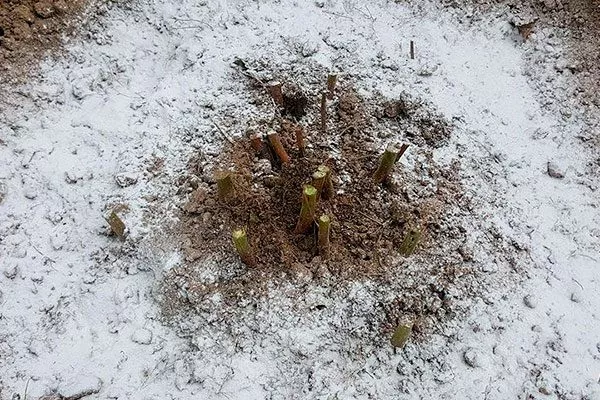 Зачем пионы подготавливать к зиме укрыть пионы перед зимовкой9