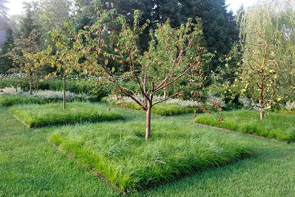 Задернение (залужение)