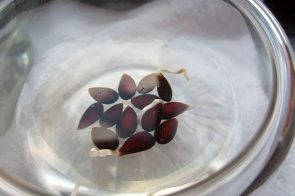 замачивание Выращивание из семян8