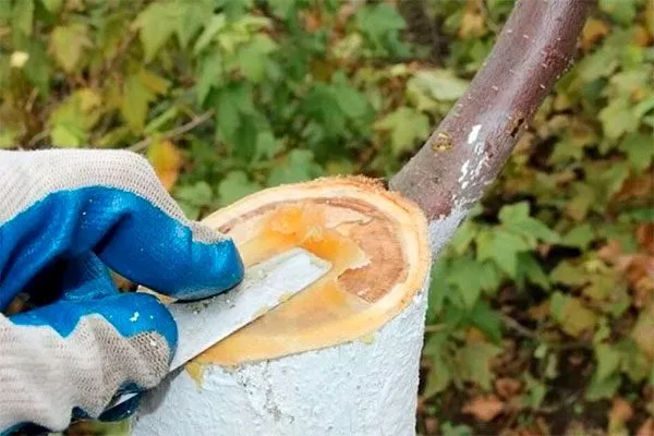замазывайте срезы садовым варом крона яблони12