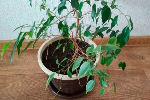 Замедление роста правила перемещения фикуса3