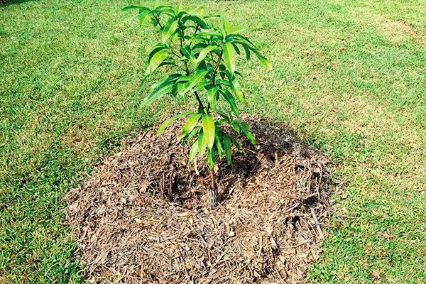 замульчируйте пересадка яблони10