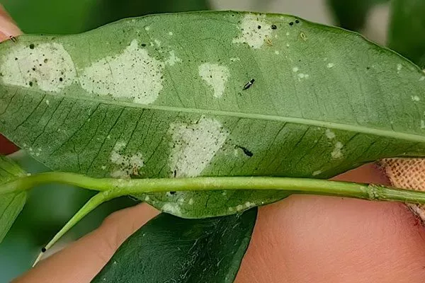 Заражение вредителями пятна на листьях4