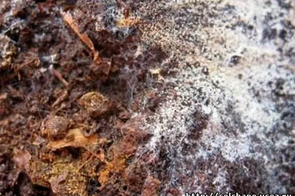 Заражённая почва