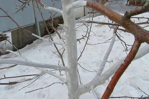 Защита от солнечных ожогов Зимовка яблони7