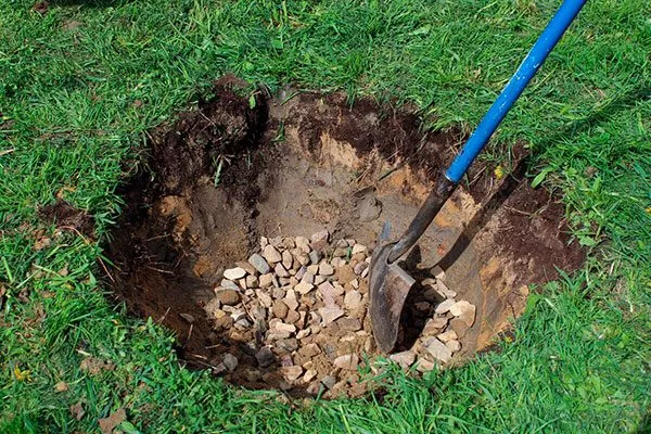 засыпать дренаж в посадочную яму пересадка яблони11