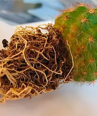 Здоровые корни кактуса