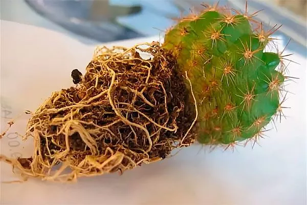 Здоровые корни кактуса