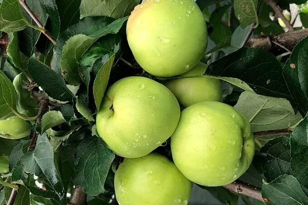 Зеленка сочная Посадка яблони19