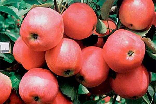 Жар-птица Посадка яблони16