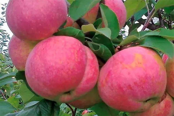 Желанное Яблоня на шпалере10