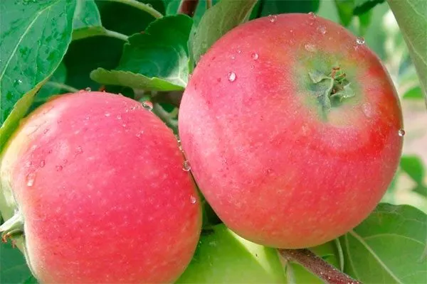 Женева Посадка яблони17