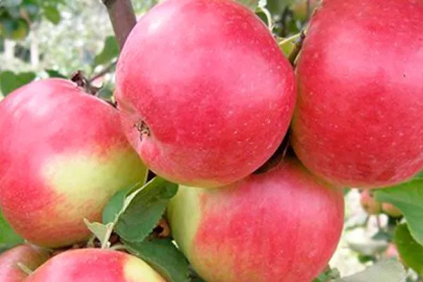 Жигулёвское22 сорта яблони35