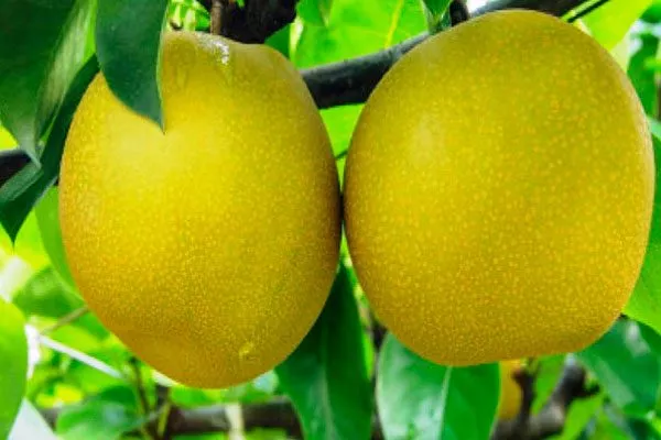 Зимнее лимонное Яблоня на шпалере11