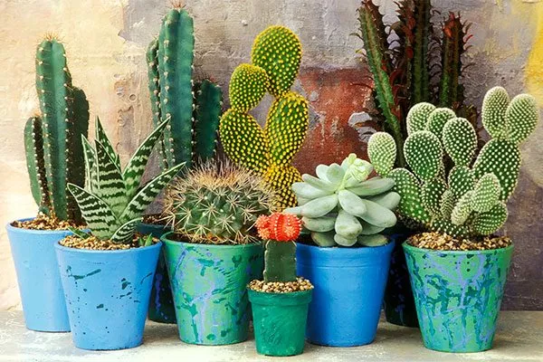 Значение правильной формы растения Как правильно обрезать кактусы5