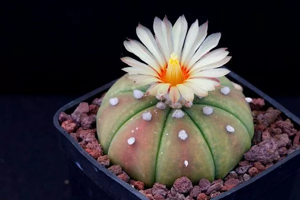 Звёздчатый (Asterias) Мини кактусы16