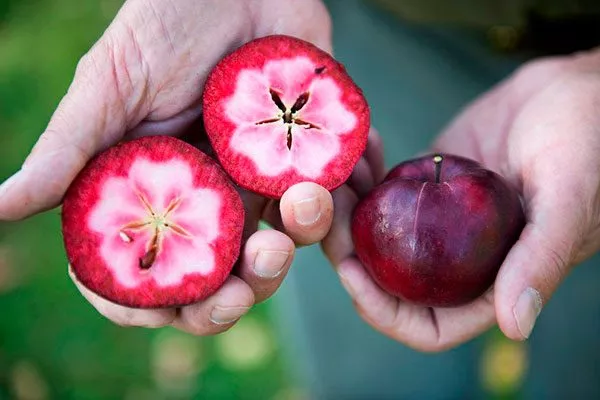 Звёздное яблоко или Каимито2 сорта яблок с необычной формой8