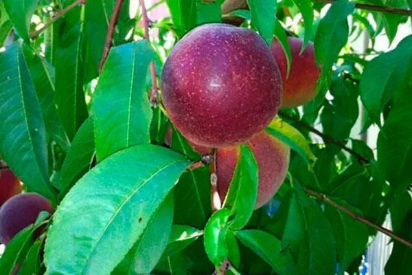 Звёздное яблоко или Каимито3 сорта яблок с необычной формой9