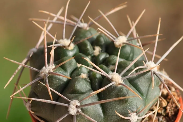 gibbosum var ферокс Гимнокалициум (Gymnocalycium)1