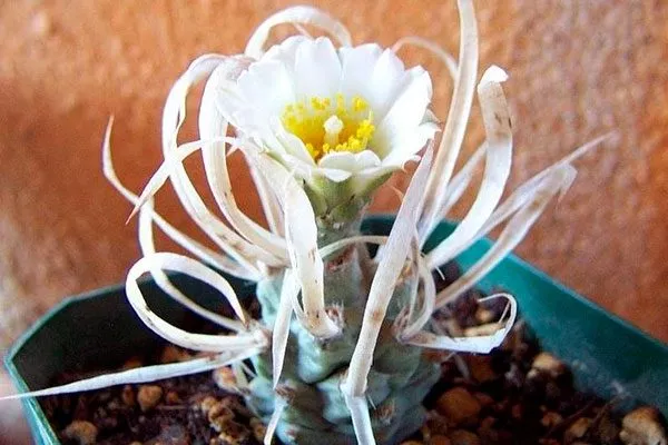 75dfceb042499fe1dd3067fb150d7c8e редкие кактусы1