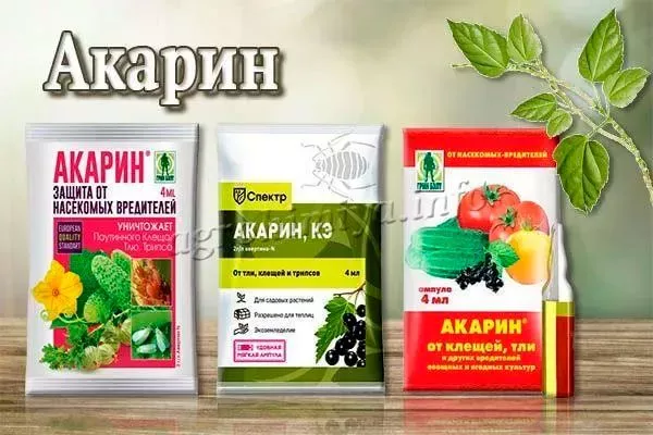 Акарин Вредители кактусов3