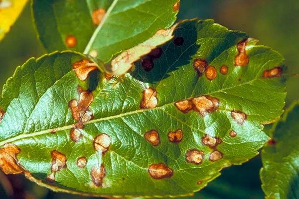 Альтернариоз1 бурые пятна2