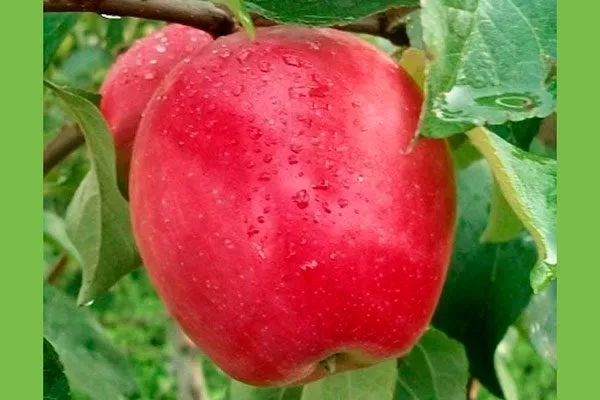 Алые Паруса1 Полудекоративные сорта6