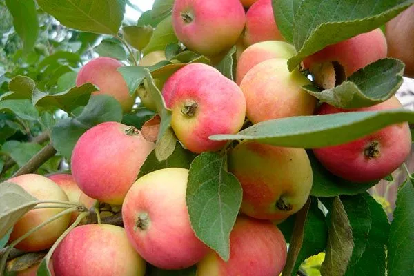 Алёнушка Полудекоративные сорта2