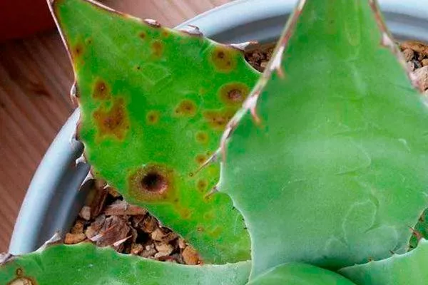 Антракноз Дискокактус7