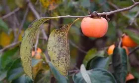 антракноз хурмы бурые пятна3