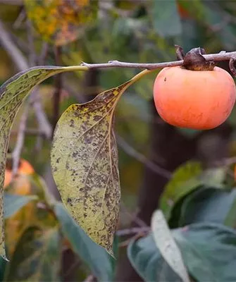 антракноз хурмы бурые пятна3